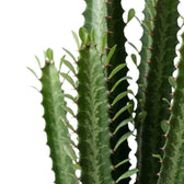 Close view of tall Euphorbia trigona stems with leafy, spined ridges