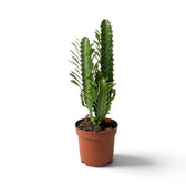 Euphorbia trigona with several tall upright stems in a terracotta nursery pot
