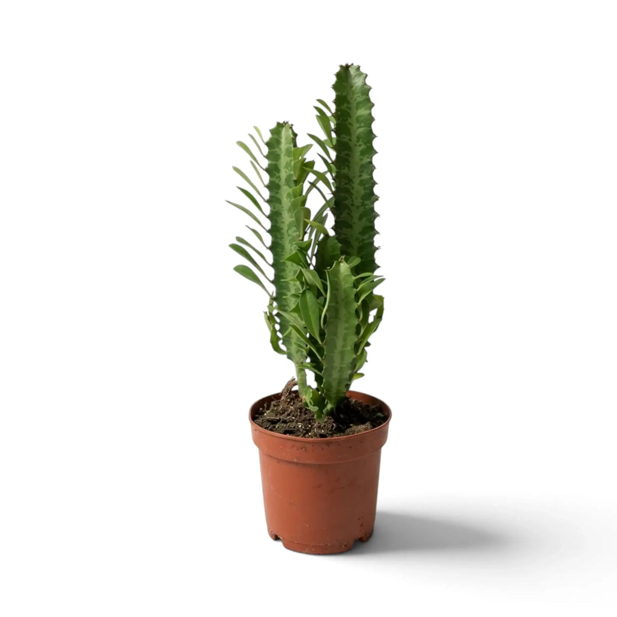 Euphorbia trigona with several tall upright stems in a terracotta nursery pot