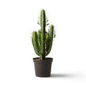 Branching Euphorbia trigona succulent with leafy green stems in a black pot