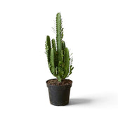 Tall Euphorbia trigona with multiple ribbed green columns in a black nursery pot