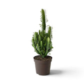 Compact Euphorbia trigona with many upright stems in a dark nursery pot