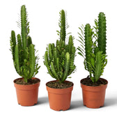 Three potted Euphorbia trigona plants showing different branching shapes