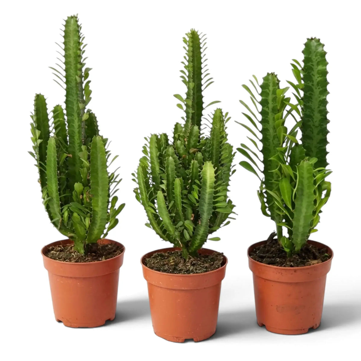 Three potted Euphorbia trigona plants showing different branching shapes