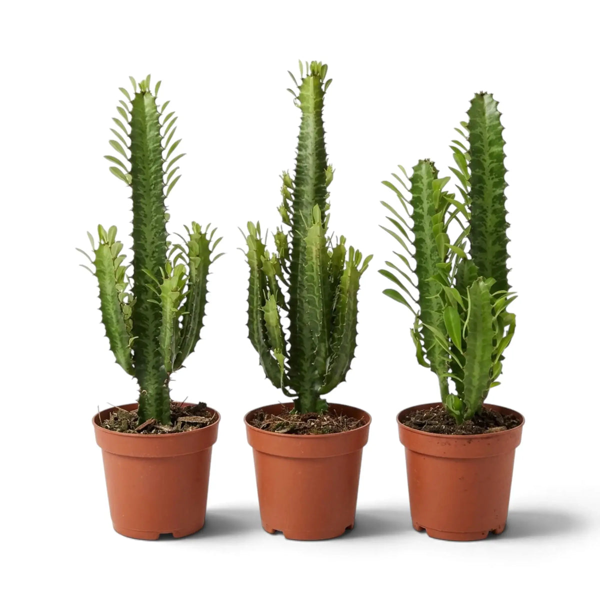 Three Euphorbia trigona succulents with upright leafy stems in terracotta pots
