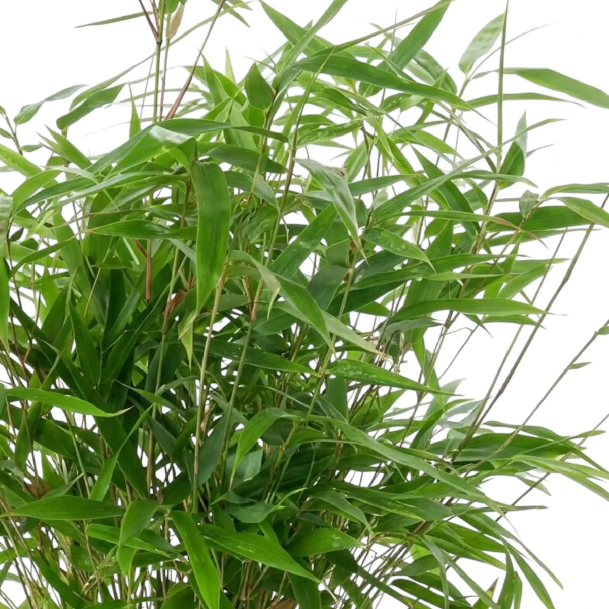 Fargesia 'Formidable' bamboo showing narrow green leaves along slender branched canes