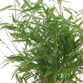 Close view of layered Fargesia 'Formidable' leaves and thin bamboo canes