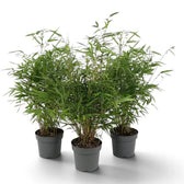 Three potted Fargesia 'Formidable' bamboo plants with bushy sprays of narrow leaves
