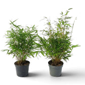 Two Fargesia 'Formidable' bamboo plants in dark nursery pots, showing differing heights