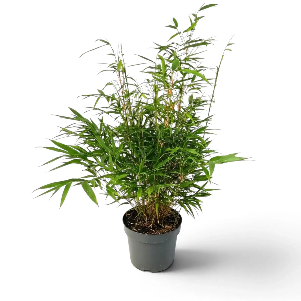 Single potted Fargesia 'Formidable' with upright thin canes and fine green foliage