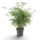 Fargesia 'Formidable' bamboo forming a leafy clump above a dark grey pot