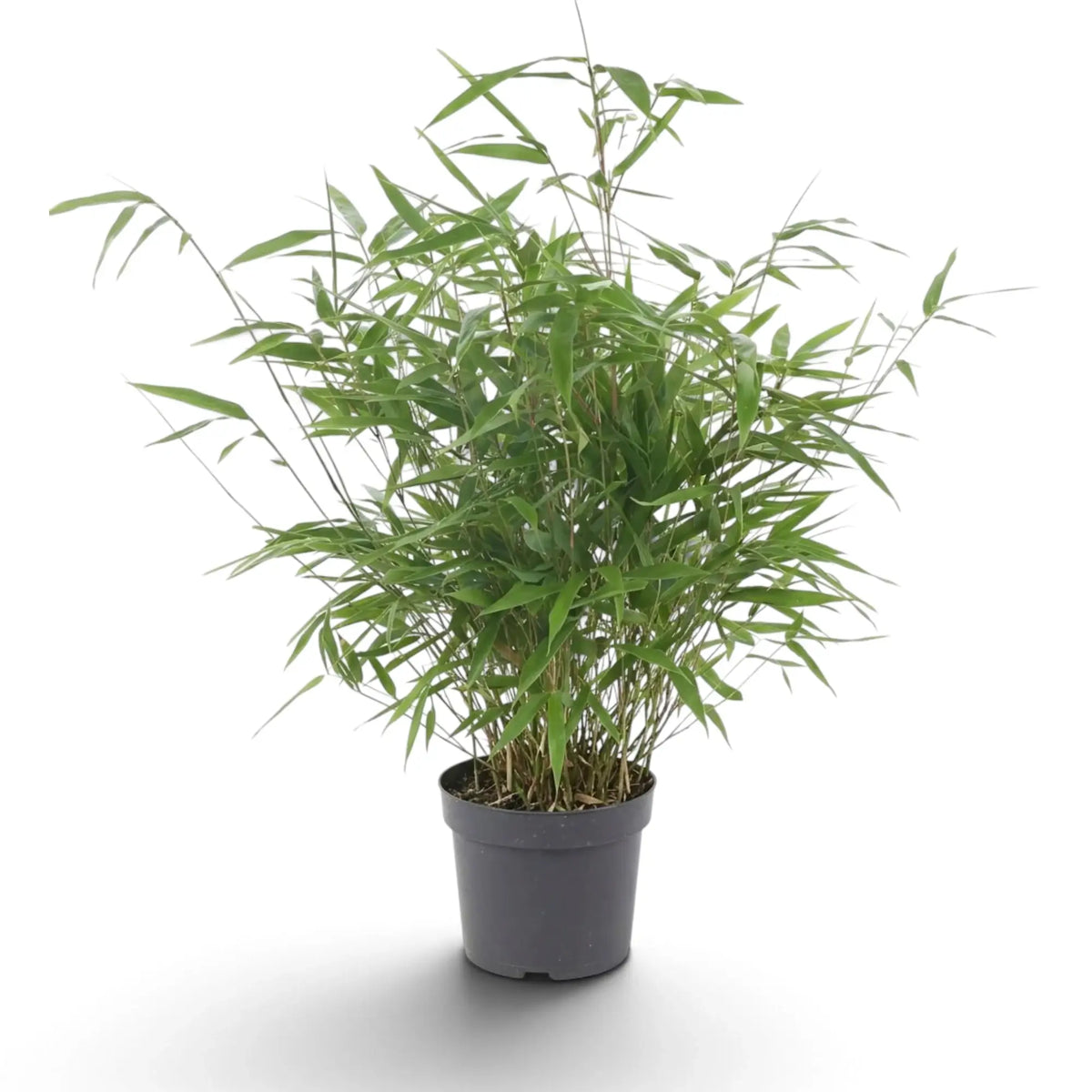 Fargesia 'Formidable' bamboo forming a leafy clump above a dark grey pot