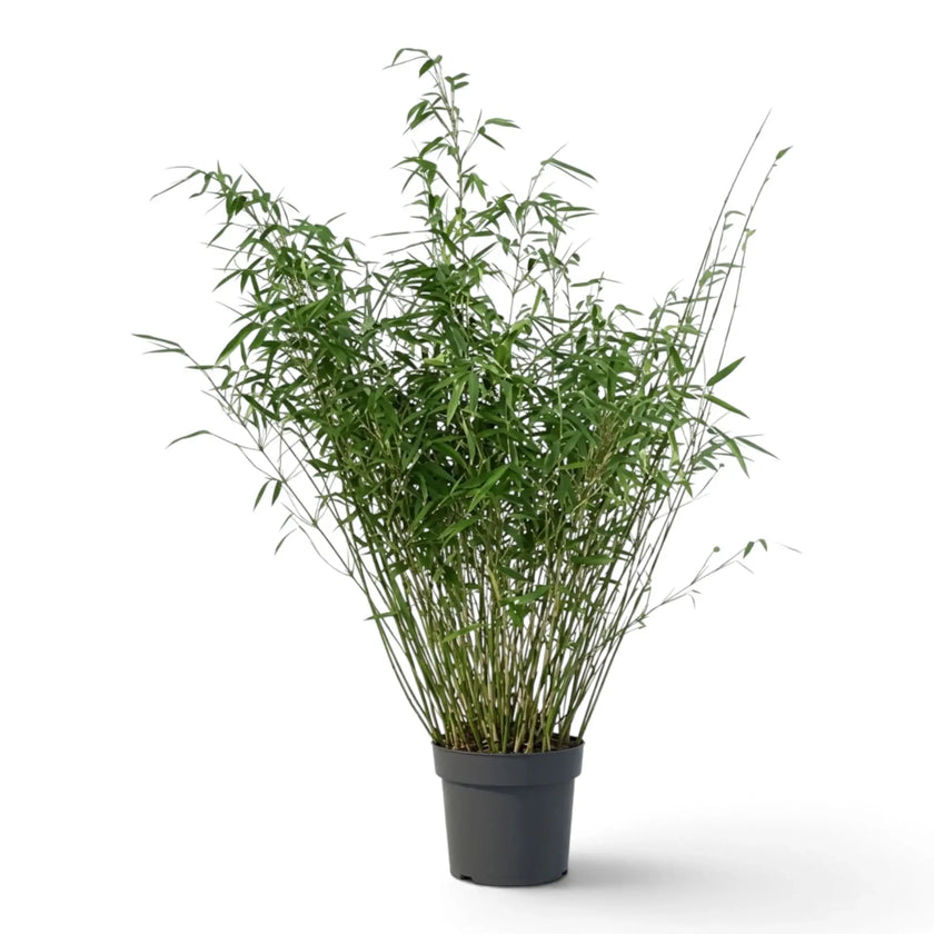 Extra-large Fargesia rufa with a dense clump of fine bamboo canes and narrow green foliage