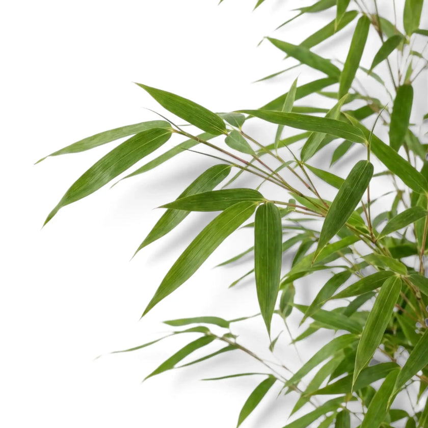 Fargesia rufa foliage close-up with narrow pointed green leaves on fine side branches