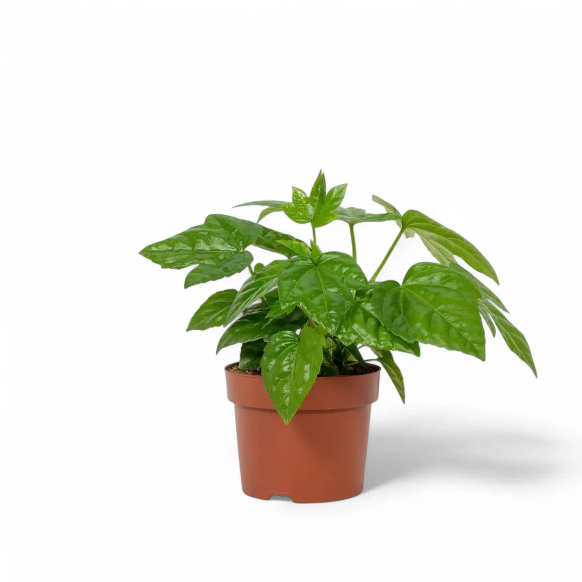 Fatsia japonica – Topfpflanze im Kulturtopf vor weißem Hintergrund, Produktfoto 2.
