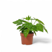 Fatsia japonica – Topfpflanze im Kulturtopf vor weißem Hintergrund, Produktfoto 2.