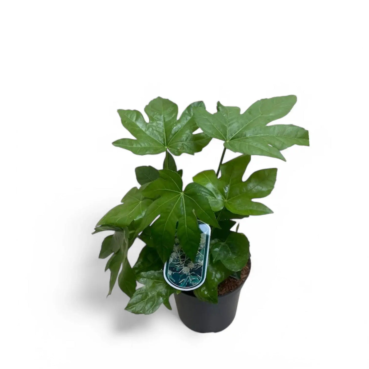 Fatsia japonica – Topfpflanze im Kulturtopf vor weißem Hintergrund, Produktfoto 5.