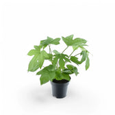 Fatsia japonica – Topfpflanze im Kulturtopf vor weißem Hintergrund, Produktfoto 6.