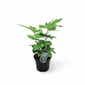 Fatsia japonica – Topfpflanze im Kulturtopf vor weißem Hintergrund, Produktfoto 7.