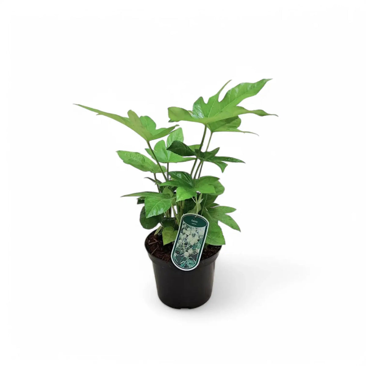 Fatsia japonica – Topfpflanze im Kulturtopf vor weißem Hintergrund, Produktfoto 7.