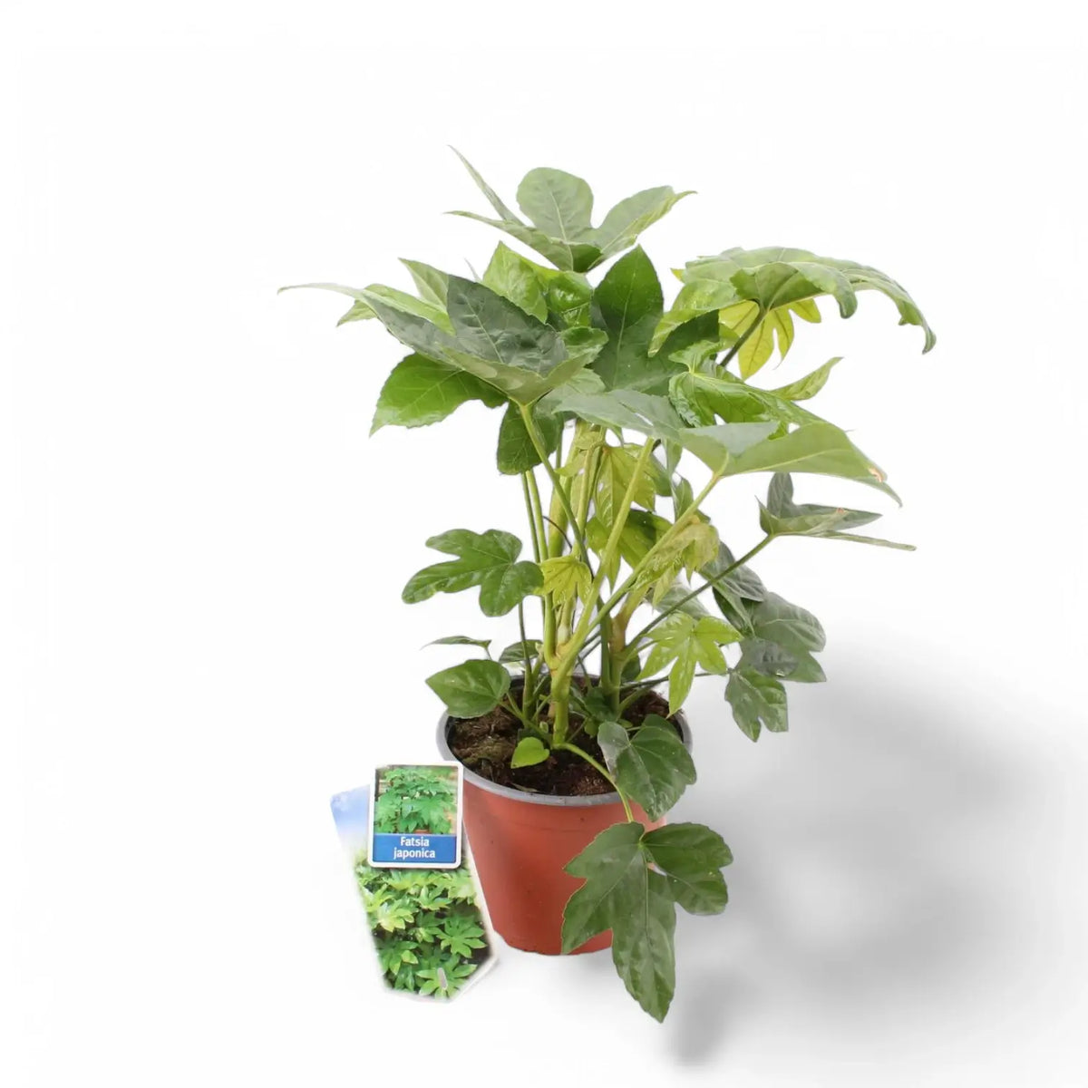 Fatsia japonica – Topfpflanze im Kulturtopf vor weißem Hintergrund, Produktfoto 8.