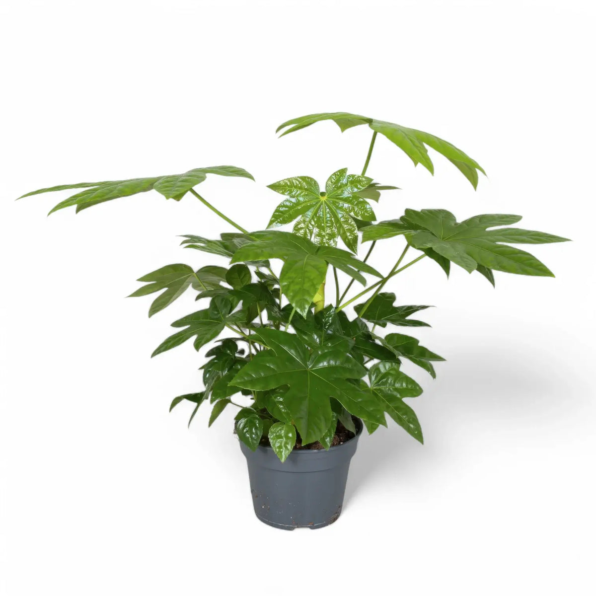 Fatsia japonica – Topfpflanze im Kulturtopf vor weißem Hintergrund, Produktfoto 9.