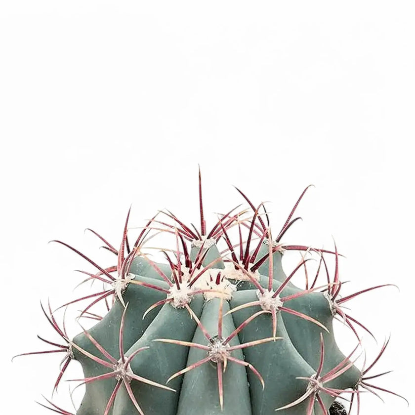 Ferocactus stainesii leaf detail on white background.