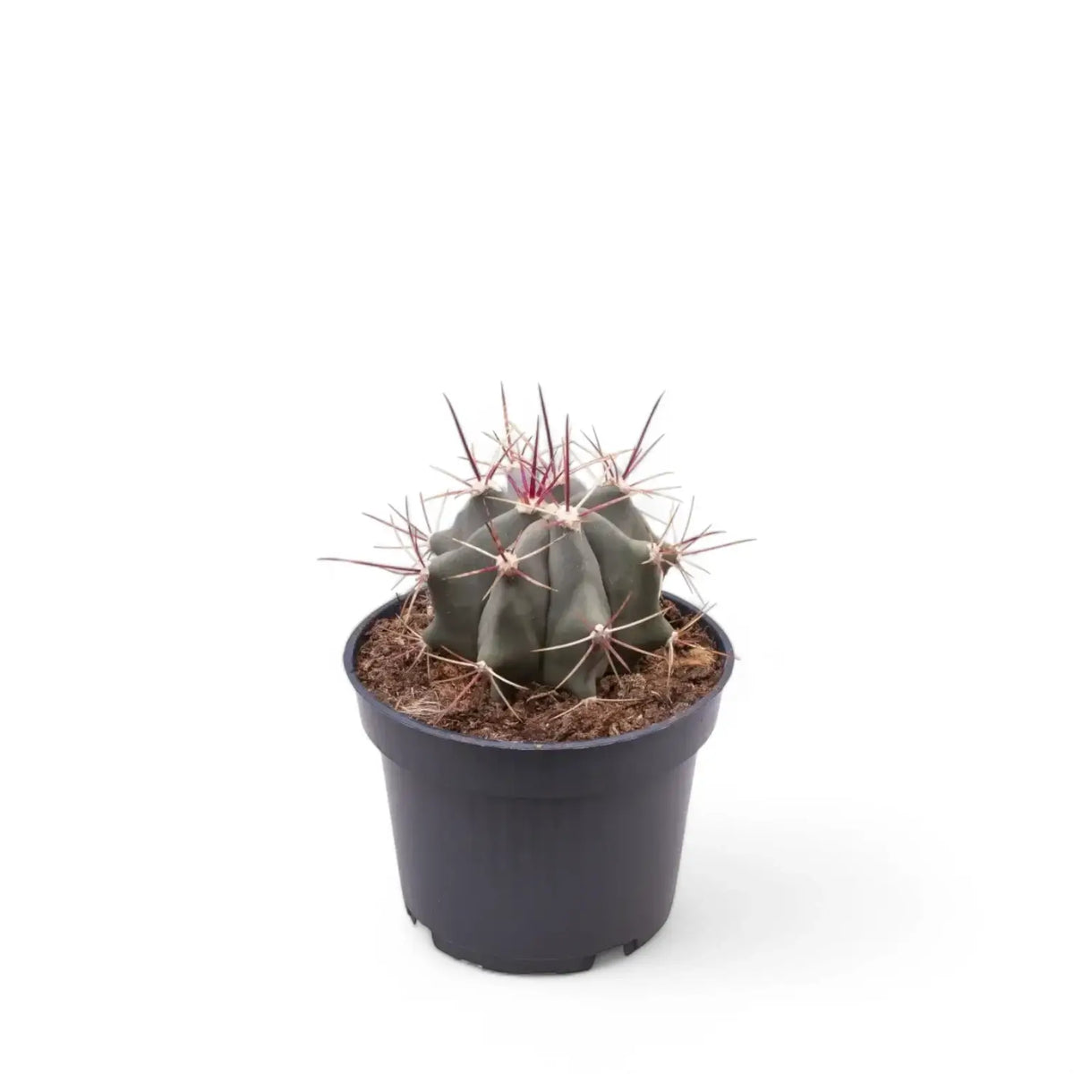 Ferocactus stainesii potted plant in nursery pot on white background.
