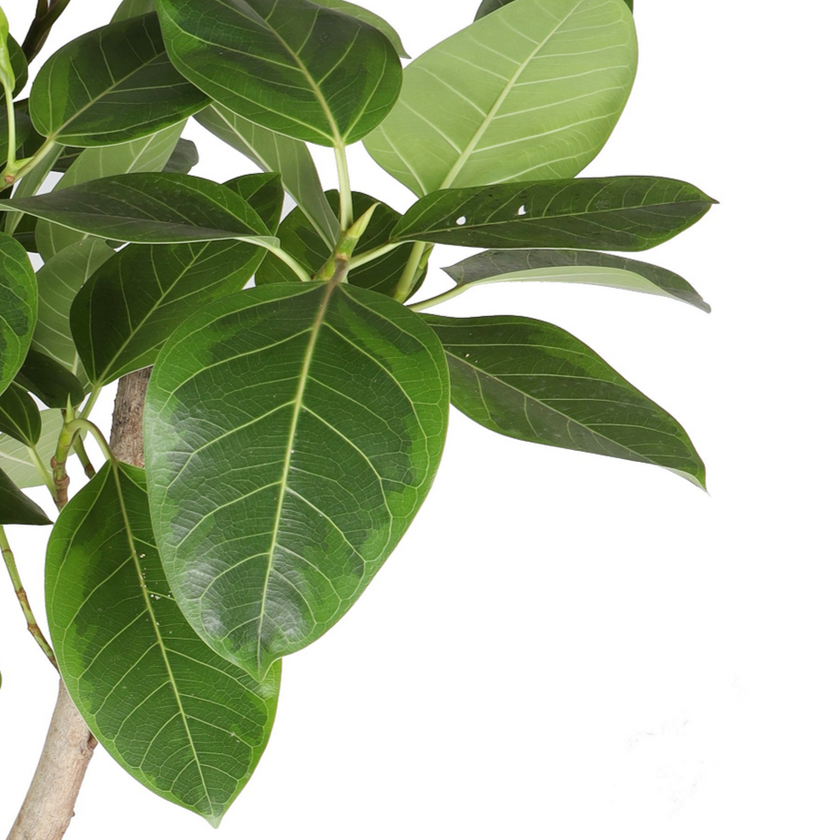 Ficus altissima leaf detail on white background.
