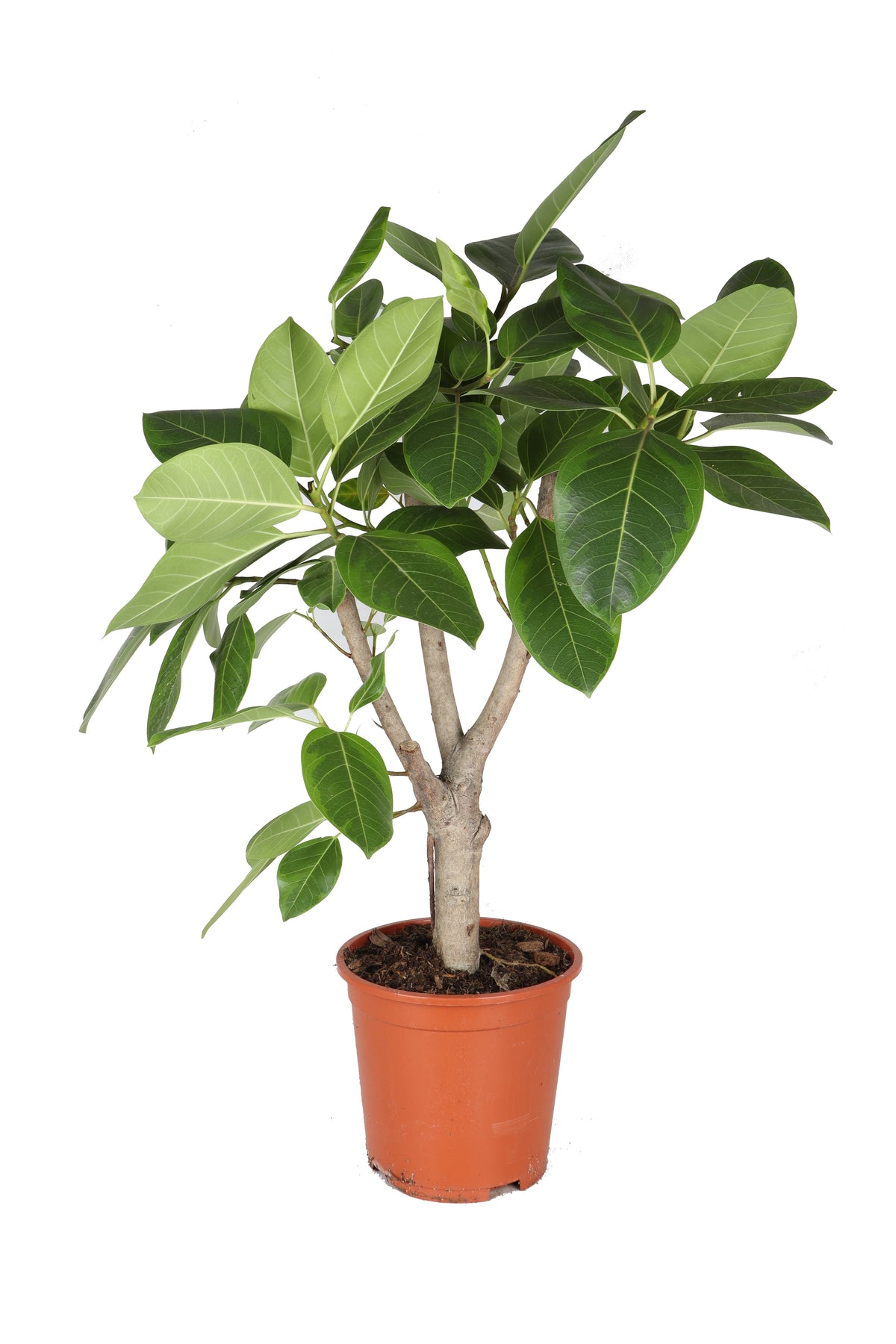 Ficus altissima Zimmerpflanze im Anzuchttopf vor weißem Hintergrund, Produktfoto 2.