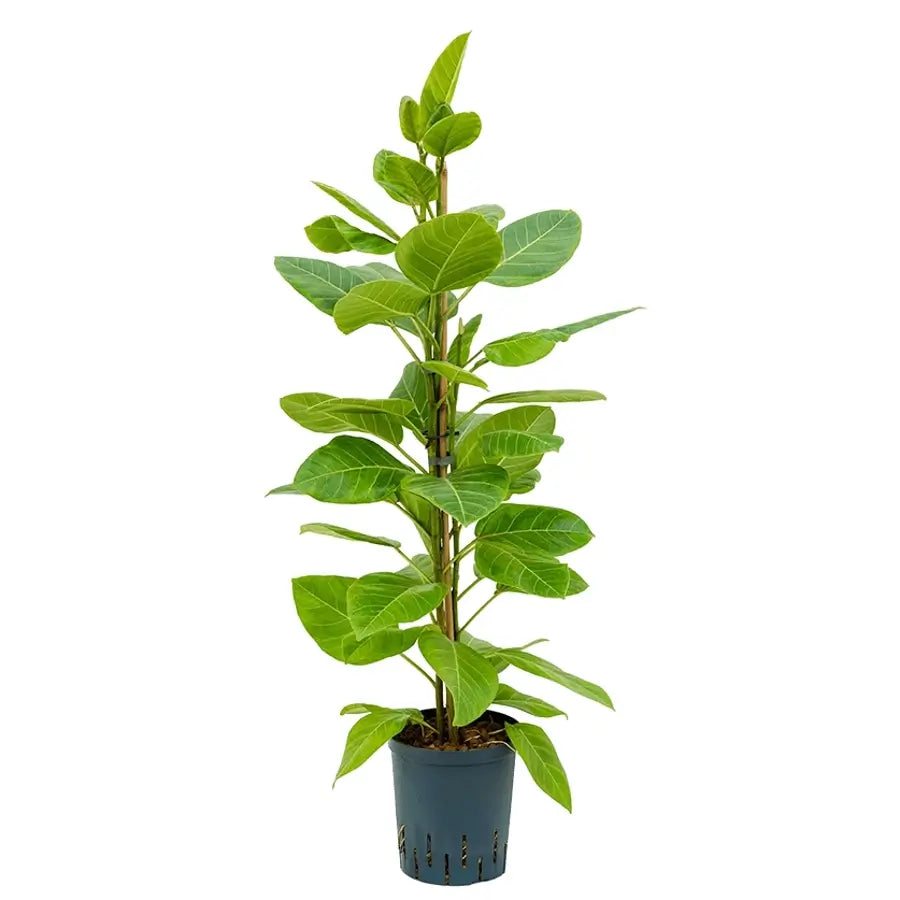 Ficus altissima 'Yellow Gem' Zimmerpflanze im Anzuchttopf vor weißem Hintergrund, Produktfoto 3.