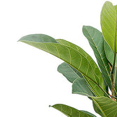 Ficus americana 'Tresor' leaf close-up on white background.