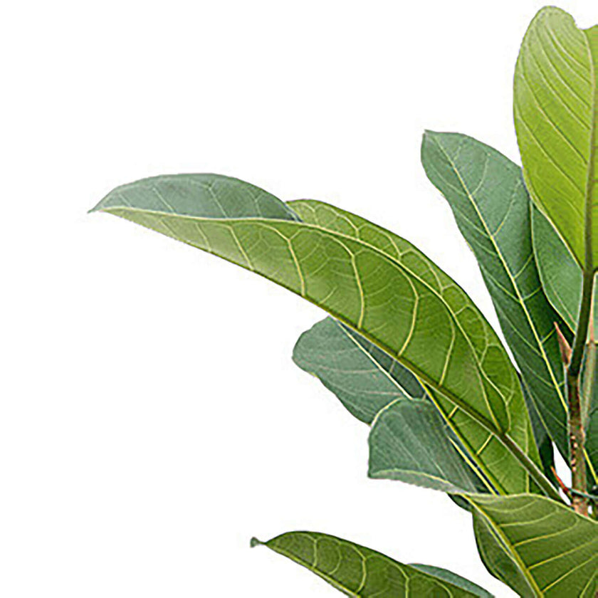 Ficus americana 'Tresor' leaf close-up on white background.