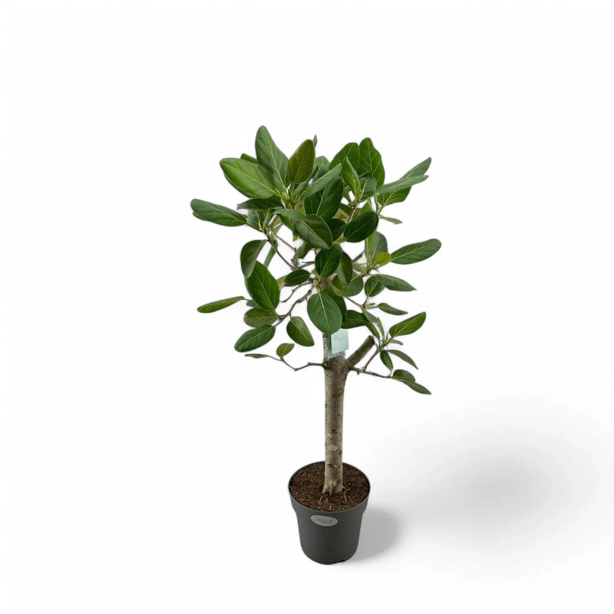 Ficus benghalensis 'Audrey' potted plant in nursery pot on white background.