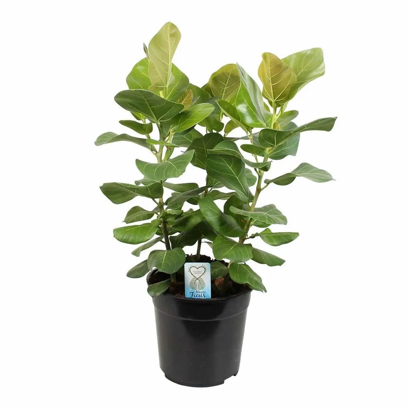 Ficus benghalensis 'Sunshine' potted plant in nursery pot on white background.