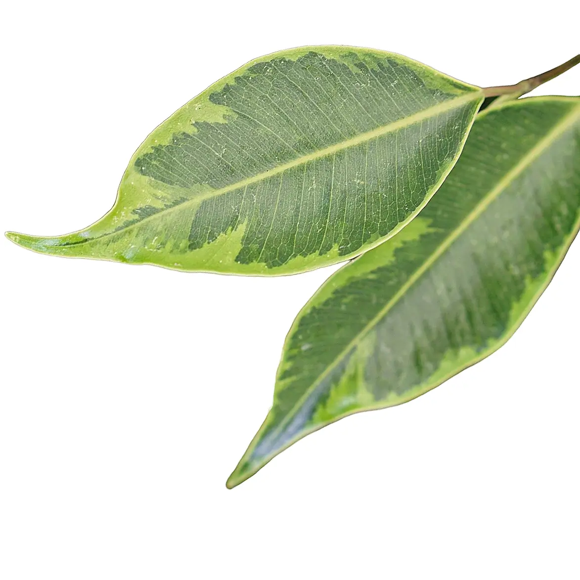 Ficus benjamina 'Anastasia' leaf close-up on white background.