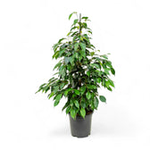 Ficus benjamina 'Danielle' potted plant in nursery pot on white background.