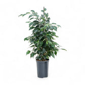 Ficus benjamina 'Danielle' potted plant in nursery pot on white background.