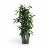 Ficus benjamina 'Danielle' potted plant in nursery pot on white background.