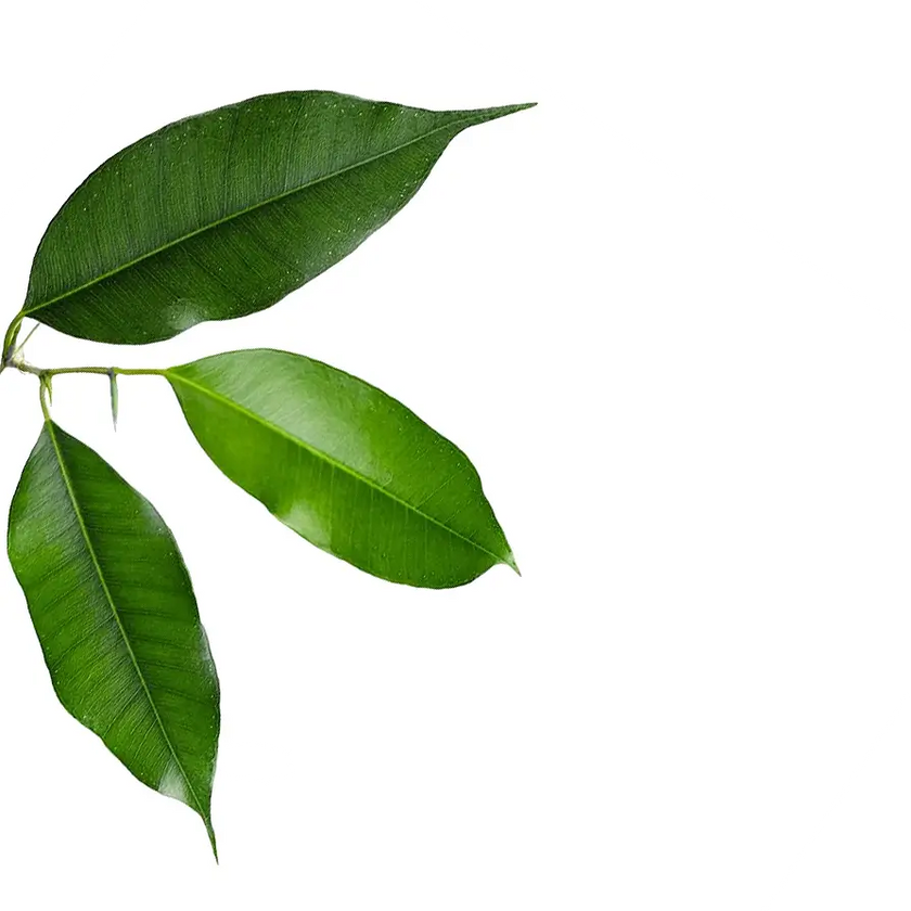 Ficus benjamina 'Exotica' leaf detail on white background.