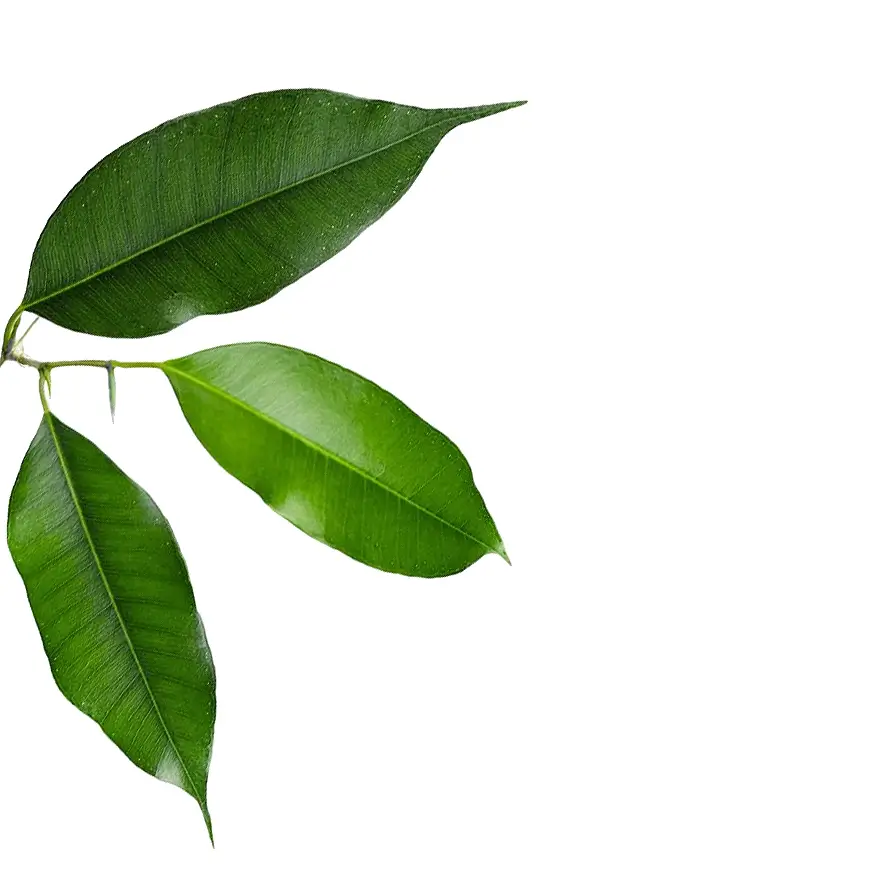 Ficus benjamina 'Exotica' leaf close-up on white background.