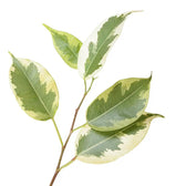 Ficus benjamina 'Golden King' leaf close-up on white background.
