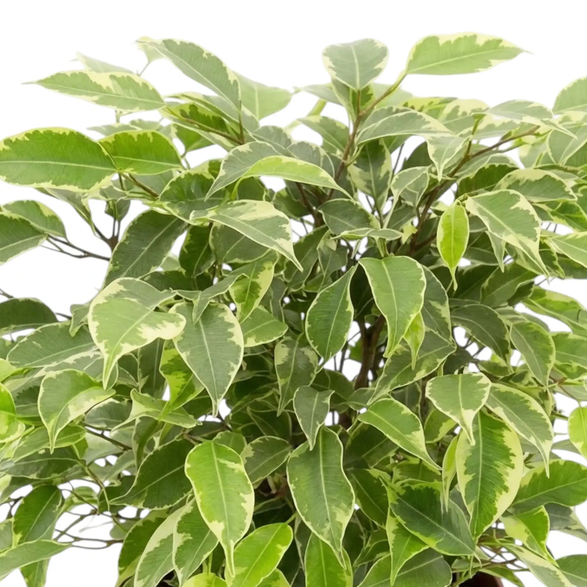 Ficus benjamina 'Kinky' mit spitzen grünen Blättern und cremeweißen Rändern