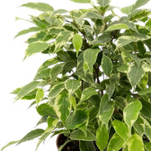 Nahaufnahme von Ficus benjamina 'Kinky' mit cremeweiß gerandeten Blättern und dicht verzweigten Trieben