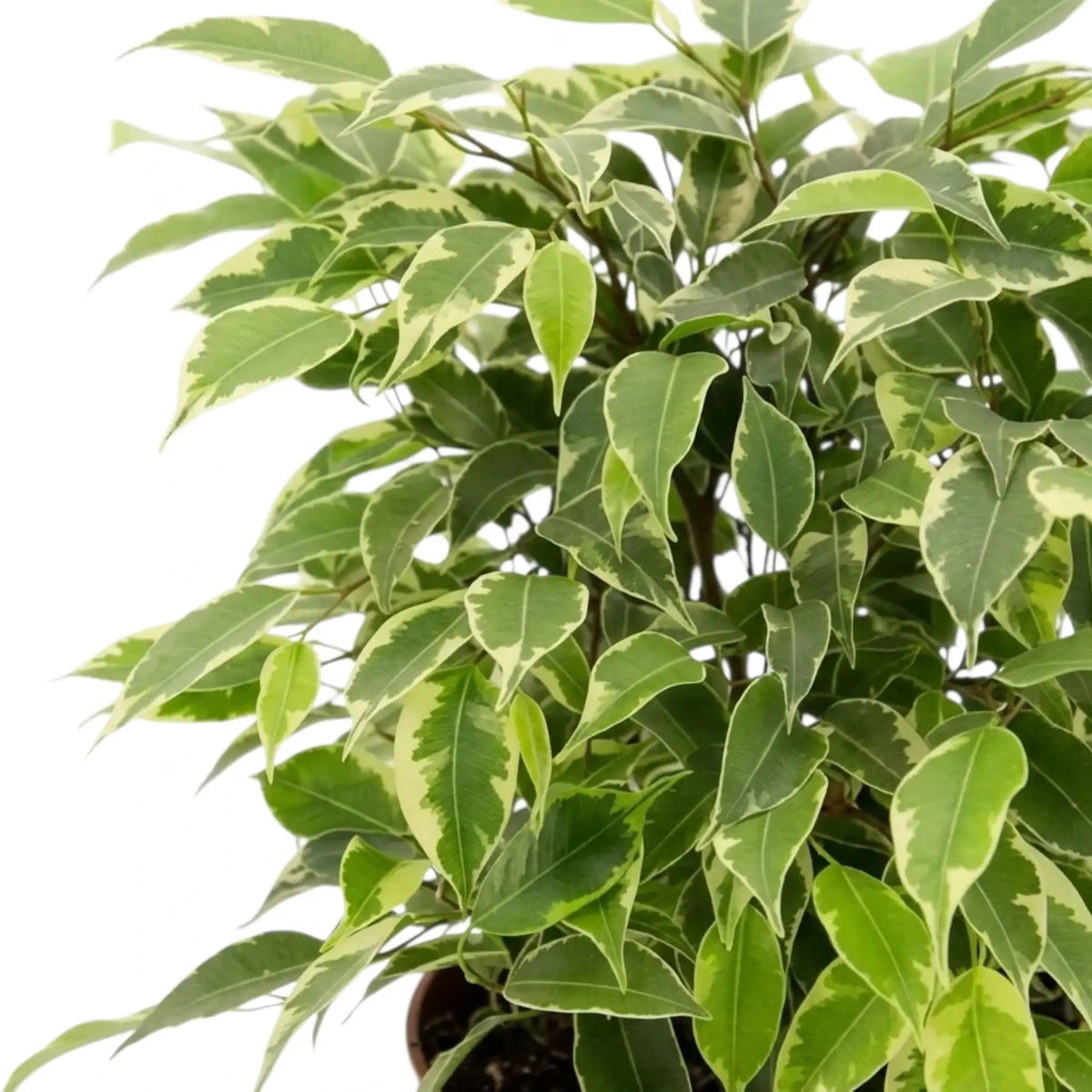 Nahaufnahme von Ficus benjamina 'Kinky' mit cremeweiß gerandeten Blättern und dicht verzweigten Trieben