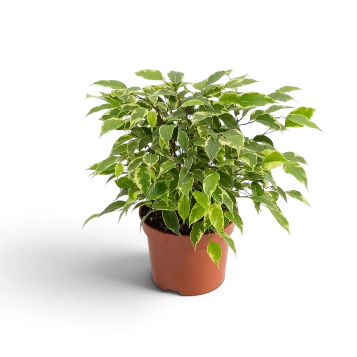 Ficus benjamina 'Kinky' im terrakottafarbenen Topf mit runder Krone aus grün-weiß gemusterten Blättern