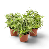 Drei buschige Ficus benjamina 'Kinky' in braunen Kulturtöpfen