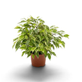 Ficus benjamina 'Kinky' schräg von der Seite mit dichter Krone aus cremefarben gerandeten Blättern