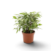 Ficus benjamina 'Kinky' mit verholzten, verzweigten Trieben unter grün-cremefarbenem Laub