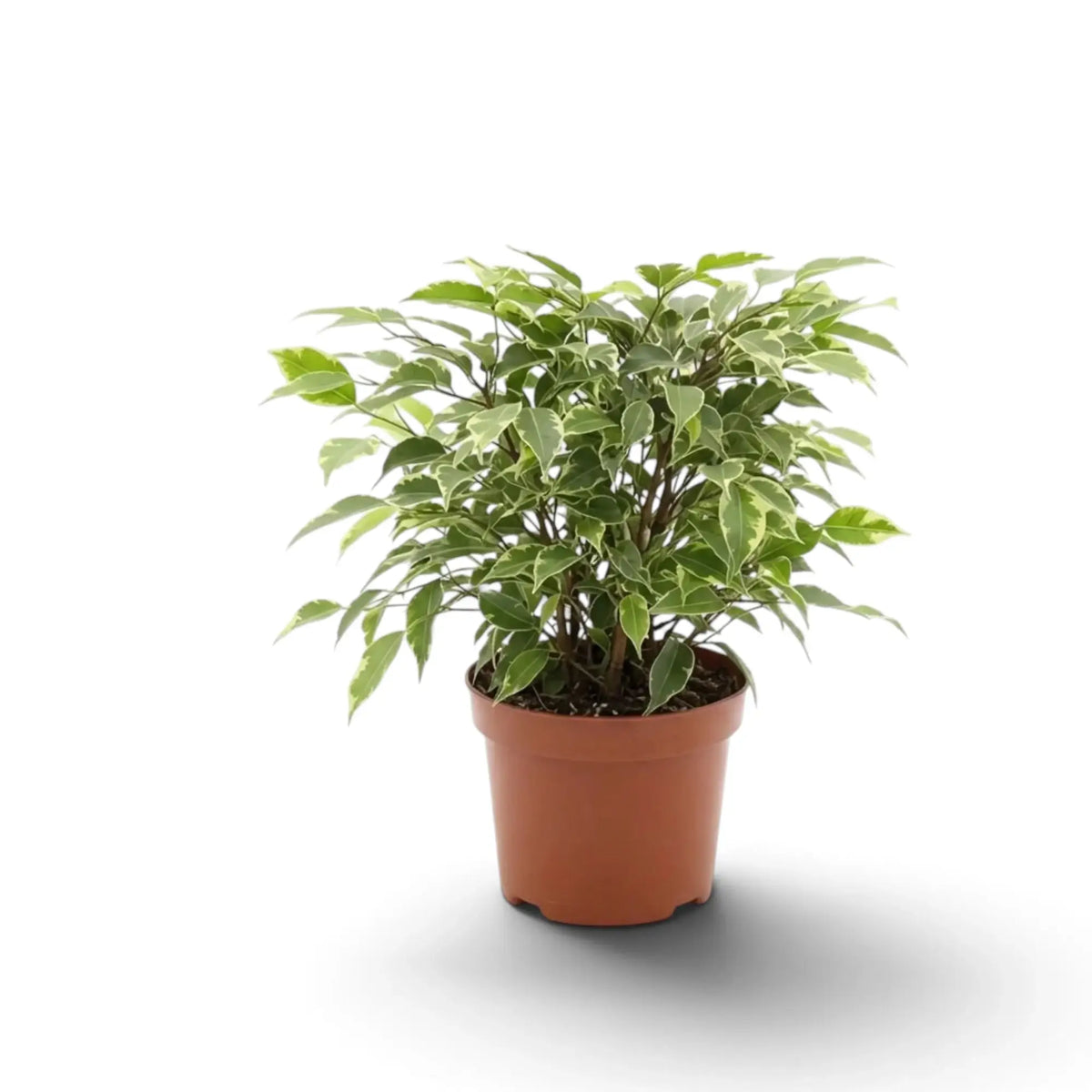 Ficus benjamina 'Kinky' mit verholzten, verzweigten Trieben unter grün-cremefarbenem Laub